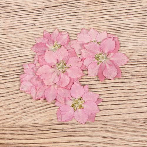 KALLORY Flores Prensadas Secas Para Artesanato 20 Peças De Acessórios Para Capa De Telefone Diy Flor