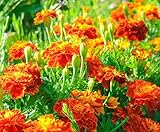 French Marigold Seeds for Planting - Plant & Grow Heirloom French Marigolds in Home Outdoor Garden – Planting Instructions for Vibrant Rare Blooms – Great Gardening Gift, 1 Packet, Orange, Red