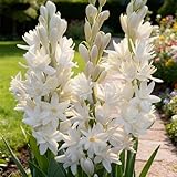 Bulbos de nardos,El nardo crece rápidamente y prospera en el jardín durante muchos años, creando un paisaje único.-6Tubérculos-D