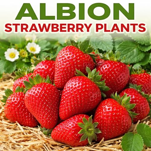 12 Albion Strawberry Plants Everbearing Strawberry Runners Sweet Large Red Berries Cold Hardy High Yield Strawberry Plants for Home Gardens (One Dozen Plants)