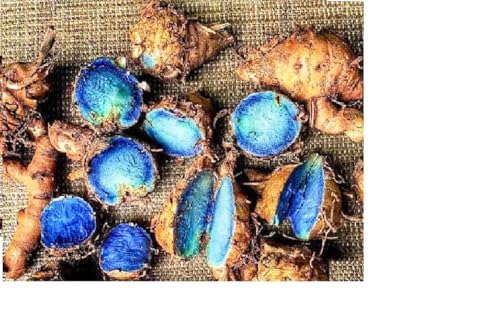 GABHISMEEN Kali Haldi Black Turmeric for Puja (4 Pieces) (B0CBYZJ8ZB) Amazon Price History, Amazon Price Tracker