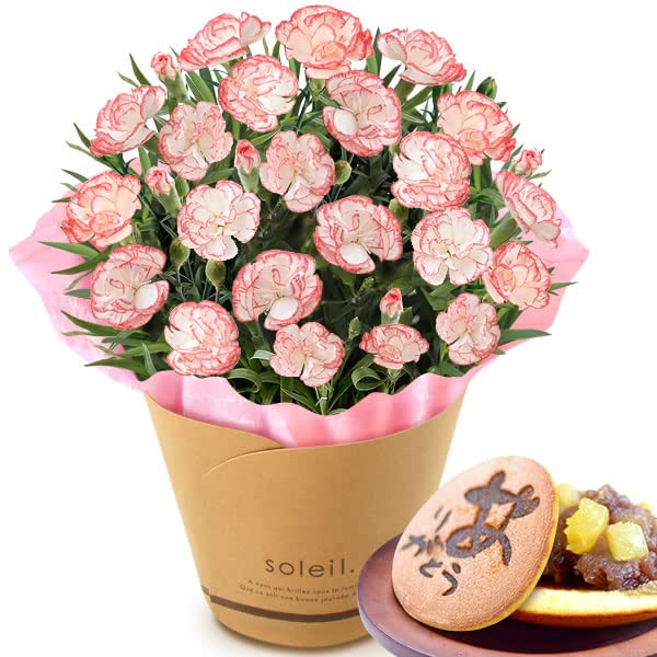 Amazon｜おいもや 母の日のプレゼント 花 カーネーション 鉢植え 5号鉢