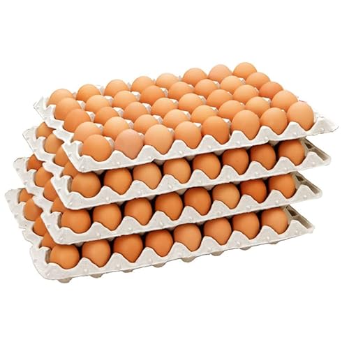  Y Iԋʑ 160 jۏ20܂ c{{ ĉ Y Y ỹLZsz