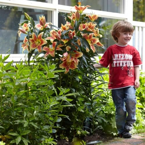 Lys Géants Montego Bay (3 pièces), Bulbes de Fleurs Hivernaux des Pays-Bas pour le Jardin (gros bulbes, pas de graines, non artificiels) (Montego Bay)