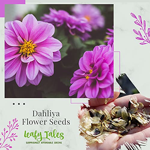 Leafy Tales Dahlia Flower Seeds for Gardening, Balcony Gardening, Planting Seeds(Pack of 100 Seeds)