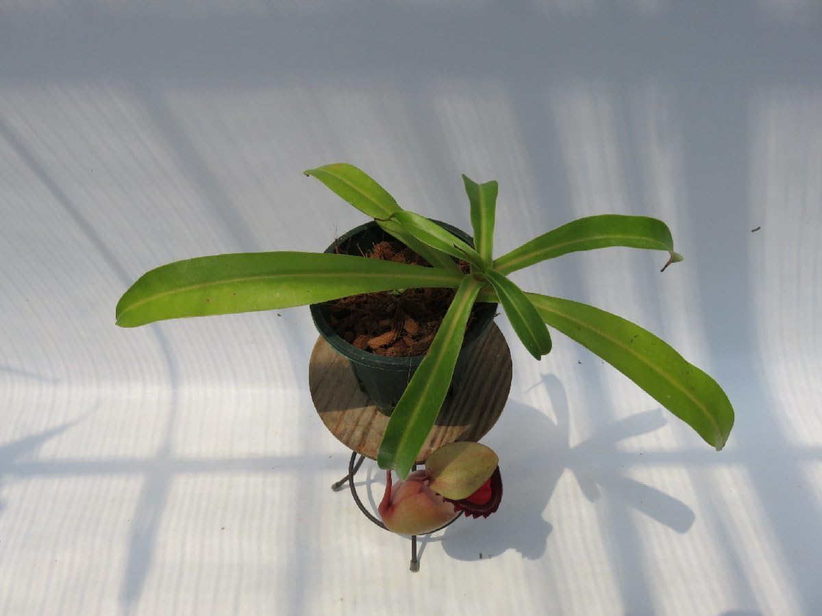 食虫植物 N.ventricosa (Quezon Prov.) Nepenthes ventricosa