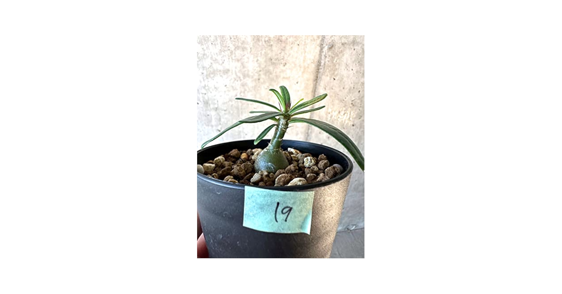 Amazon.co.jp: Pachypodium Succulentum [F19] Pachypodium