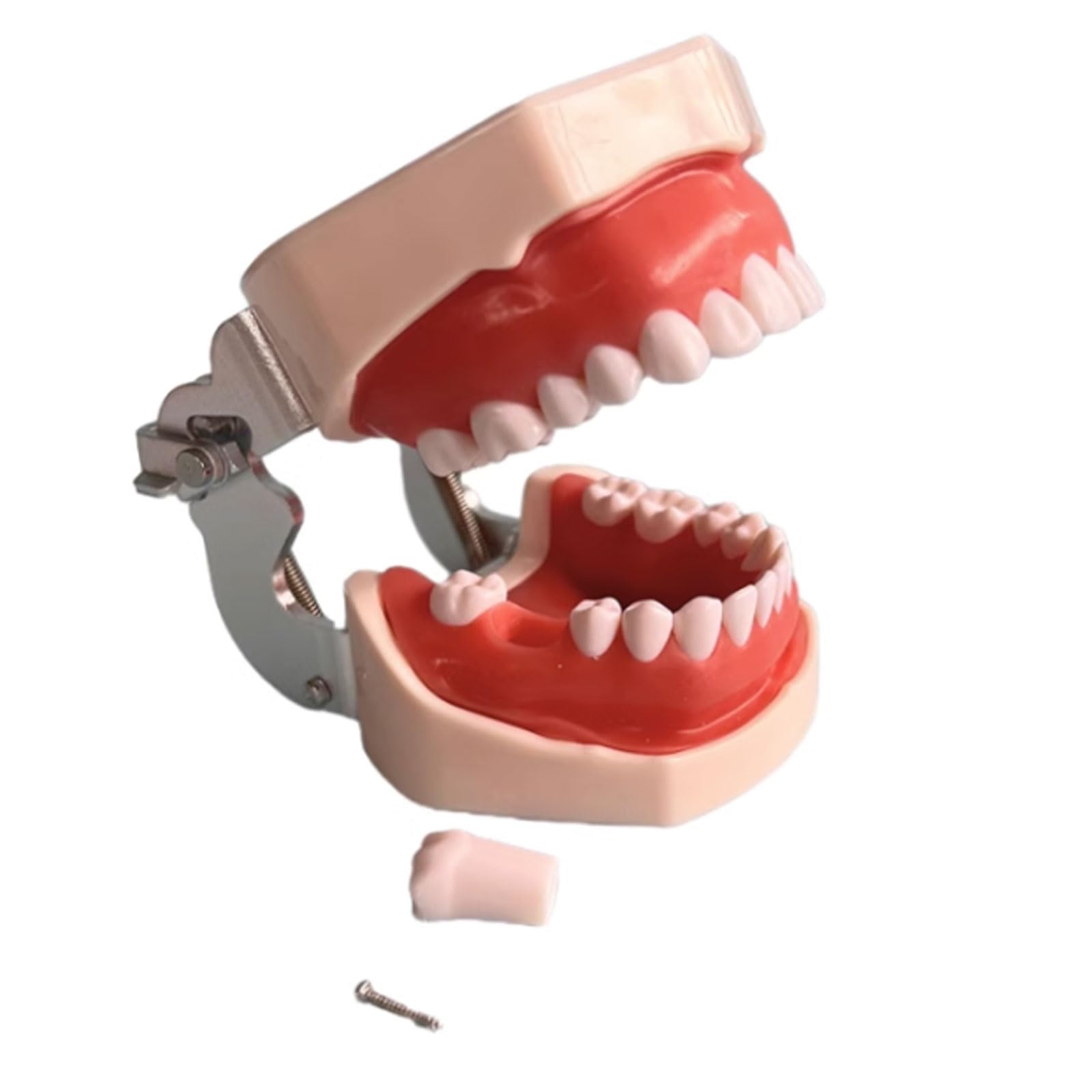 Modello Dentario Della Resina Che Addestra Il Modello Dei Denti Del Typodont Per L'insegnamento Di Pratica Dell'odontotecnico Denti Della Gomma Modello Della Mascella Attrezzatura Di Odontoiatria