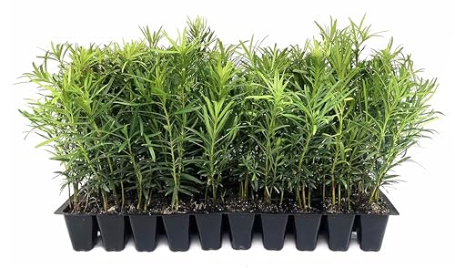 Podocarpus Macrophyllus Japanese Yew | 30 Live Plants | Podocarpus macrophyllus | Privacy Hedge Shrub | Evergreen Landscaping Plants for Gardens & Borders