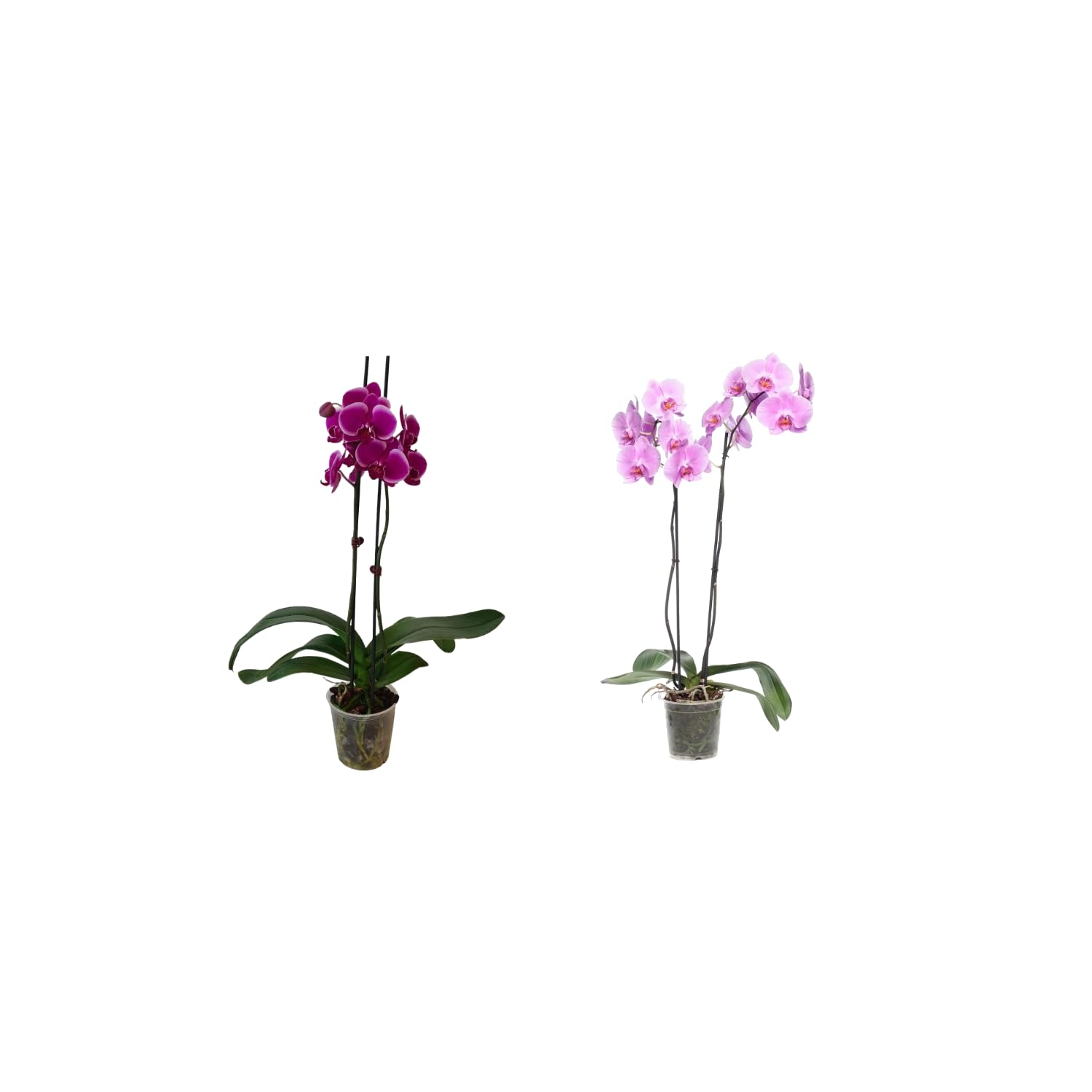 Dos Orquídeas Phalaenopsis Naturales Plantas de Interior de Flores Llamativas