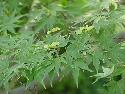 Acero rosso giapponese "Acero palmatum Momiji" pianta in alveolo h.1 metro e oltre Vivaio di Castelletto