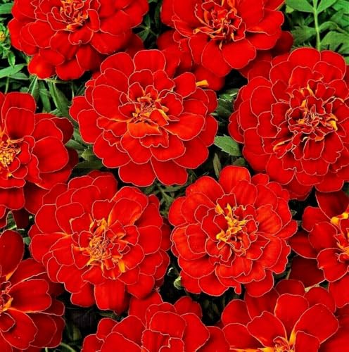 French Marigold Red 360 Seeds