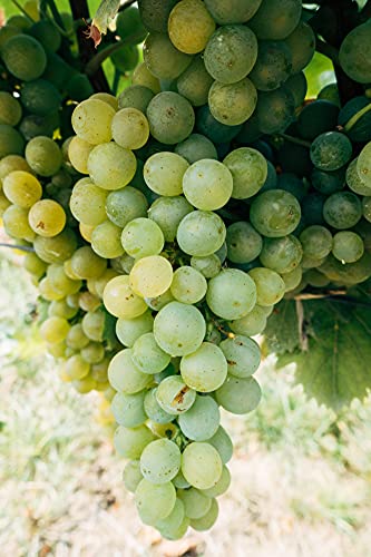 Miniatura 3 de Vinagre De Uva Prosecco Producido Con Acetáticos Espontáneos Lentos Sin Manchas Y Sin Aditivos Químicos
