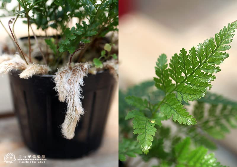 Amazon｜ミニ観葉 『 トキワシノブ 』 9cmポット苗｜観葉植物