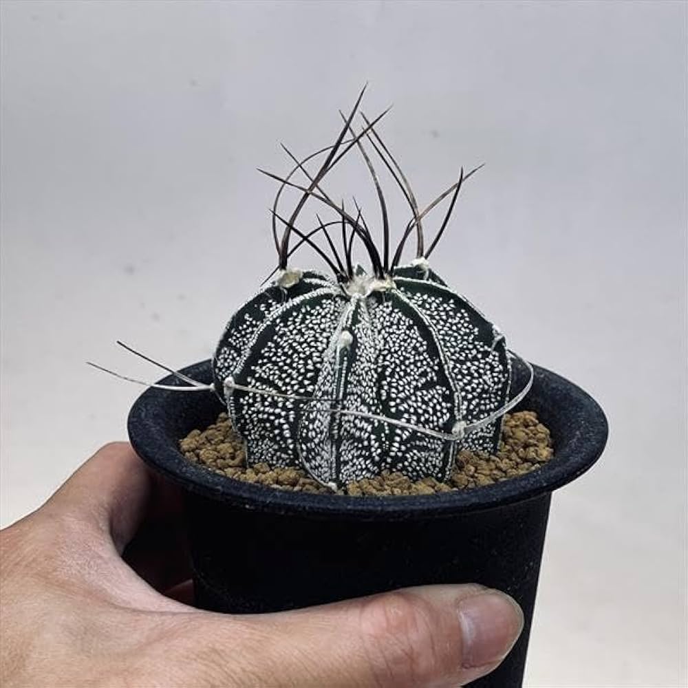 Amazon｜サボテン：アストロフィツム 白瑞鳳玉 実生*M｜観葉植物