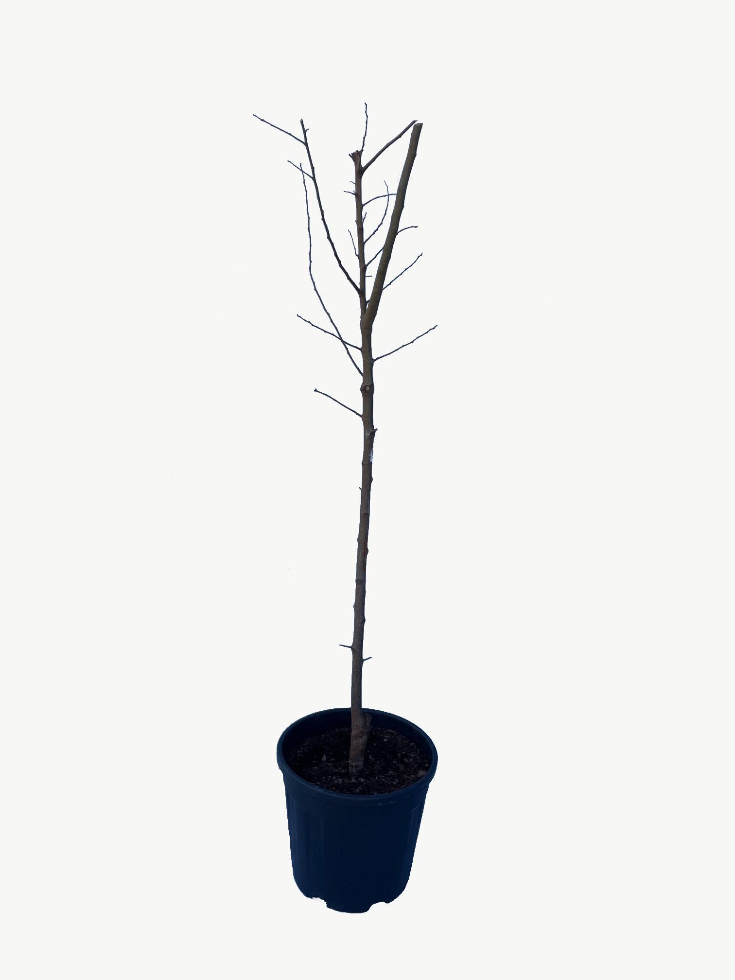 Ciruelo Rojo - Maceta 26cm. - Altura aprox. 1'20m. - Planta viva - (Envíos sólo a Península)
