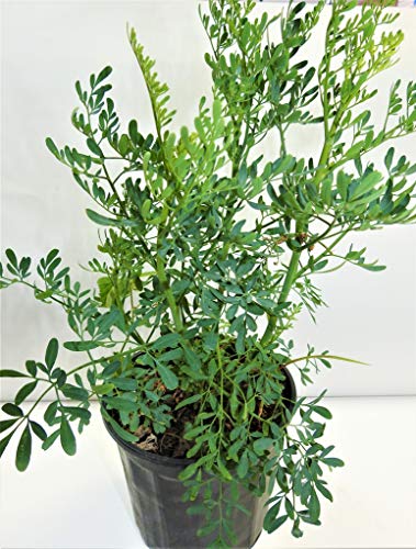 Ruda/rue full plant with root