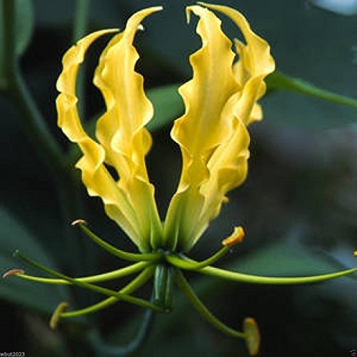 10 Gloriosa Lily Lutea Seeds-Yollow/Gold-,Flame Lily a.K.a glory lily, fire lily