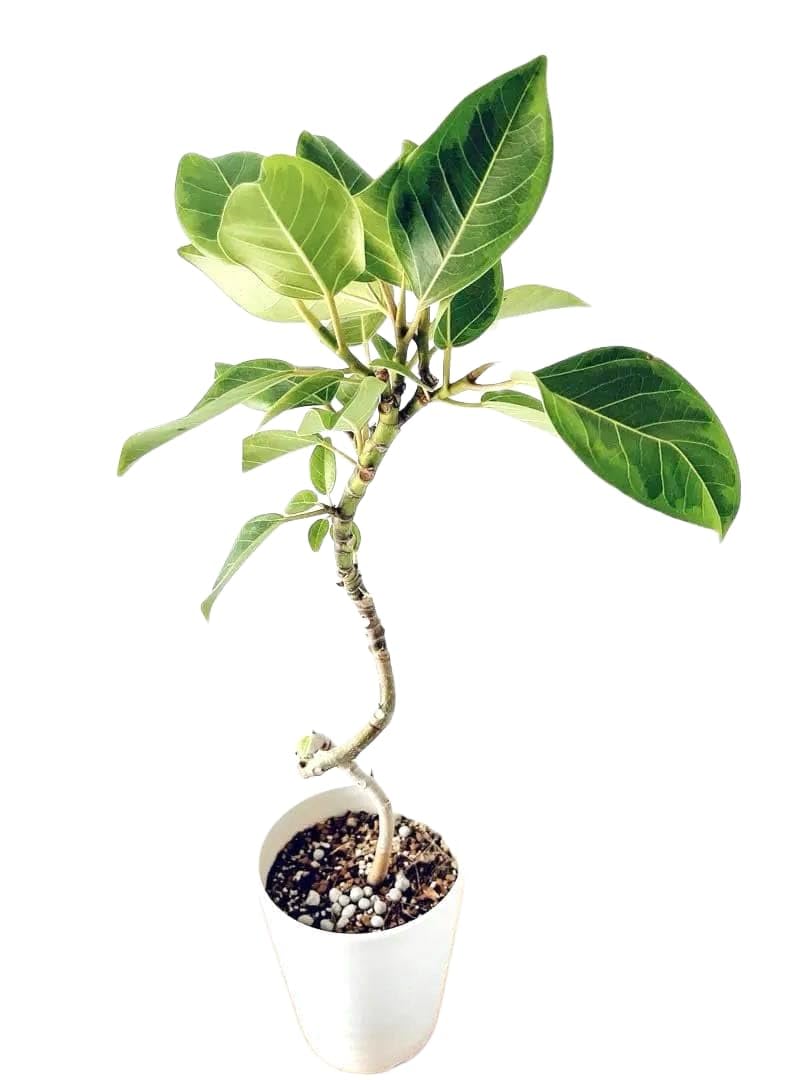 Amazon.co.jp: フィカス アルテシマ曲がり 観葉植物 室内 : ホーム