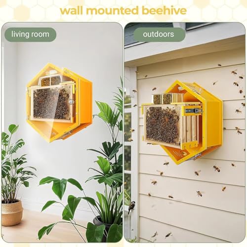 Colmena de observación de pared hexagonal con 3 marcos y ventana de acrílico 3