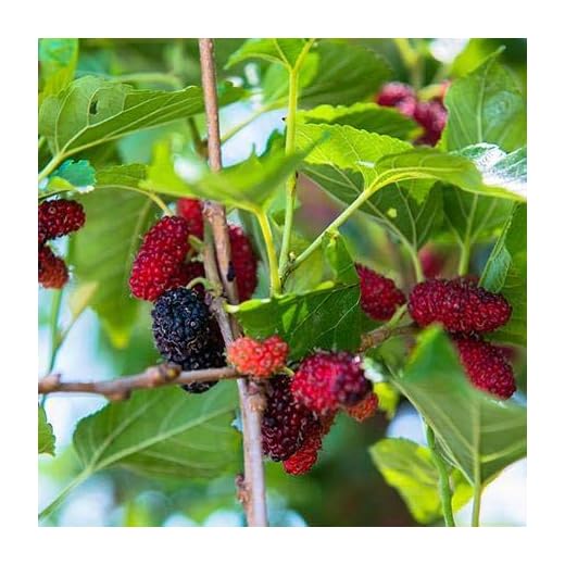 Dwarf Everbearing Black Mulberry Tree Morus nigra Live Plant Fruit (6-10 Inches) NO California.