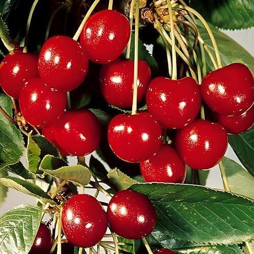 Image of Sweet &Testy Barbados Cherry Fruit live Plant (Air Layered | Guti Kolom) Very Sweet inchSpecial variety inch(Fruiting Start In This Year)