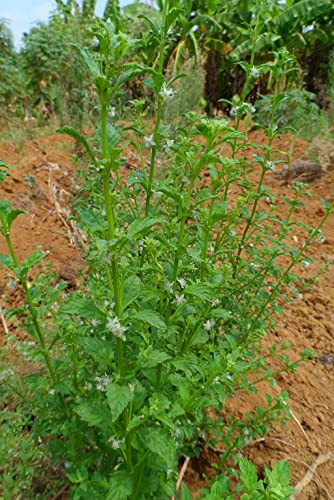 Creative Farmer Kallurukki (Scoparia Dulcis) Stone Breaker Herb Plant Healthy Live (Healthy Live Plant) 4