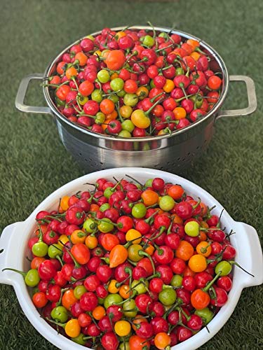 Wiri Wiri Hot Peppers