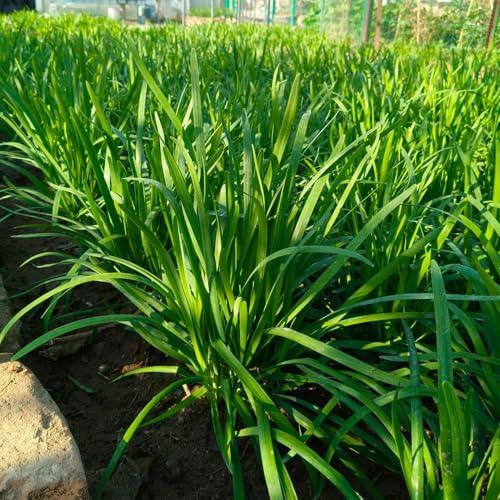 semillas de cebollino resistentes de orgánicas, balcón de cebollino raras, orgánicas, 1000pcs