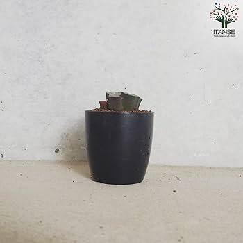 赤紫色の多肉植物 青い鉢付き*2 楽天市場】多肉植物 紫（花・観葉植物｜花・ガーデン・DIY）の通販