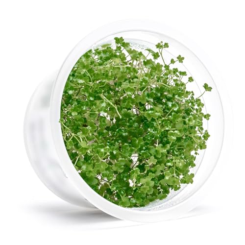 SubstrateSource Live Plant - Hydrocotyle 'Japan Mini' - Foreground Carpeting Plant, Snail-Free in Vitro Aquarium Stem - Tissue Culture