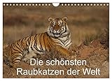 Die schönsten Raubkatzen der Welt (Wandkalender 2023 DIN A4 quer), Calvendo Monatskalender
