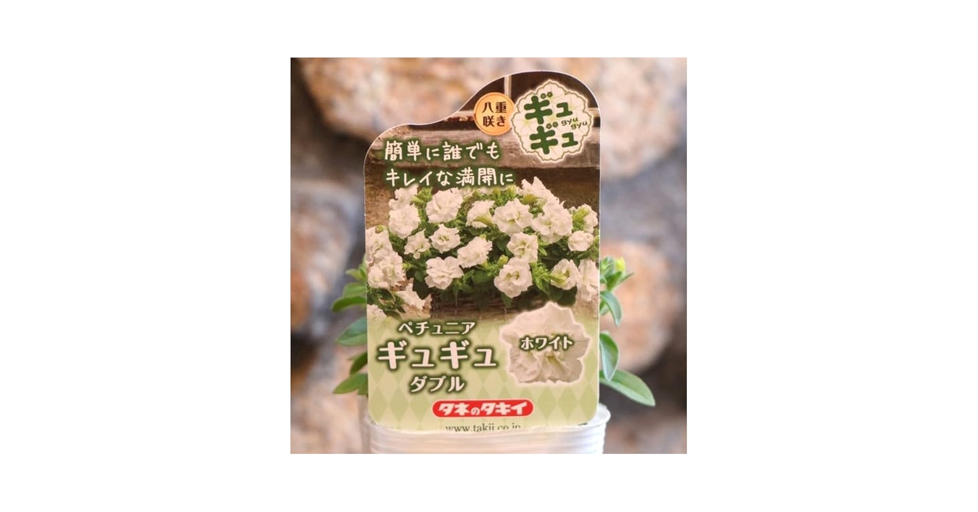 韓国苗！ぎゅぎゅっと詰め合わせ①① 直送 日時指定不可 季節のお花おまかせ20ポット 花苗 セット
