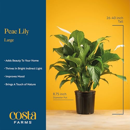 Image of Costa Farms Peace Lily Live Plant in Decorative Pot, Large Air Purifying Flowering Indoor Houseplant, Perfect for Home, Room, or Office Decor, Great House Warming or Birthday Gift, 2-3 Feet Tall