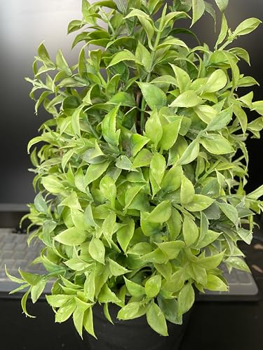 Image of Artificial Realistic Green Leaves Bonsai Potted Plant for Home Office Kitchen Living Room Hotel Restorent Table Corner Center Piece | Natural Look | Show Piece | 36 cm