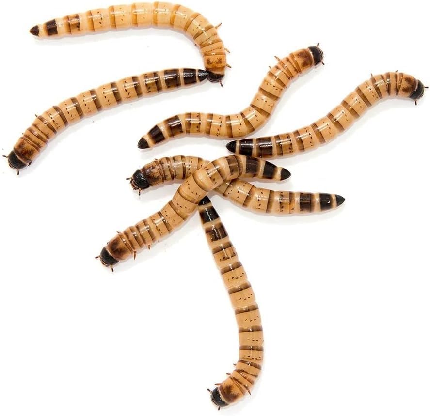 Surmen Legacy Live Superworms 500 Count Gut-Loaded (1.5-2 inches)