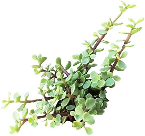 Variegated Elephant Bush | Portulacaria afra Succulent Live Plant | Unique Succulent Gift Decoration (2'' + Clay Pot)