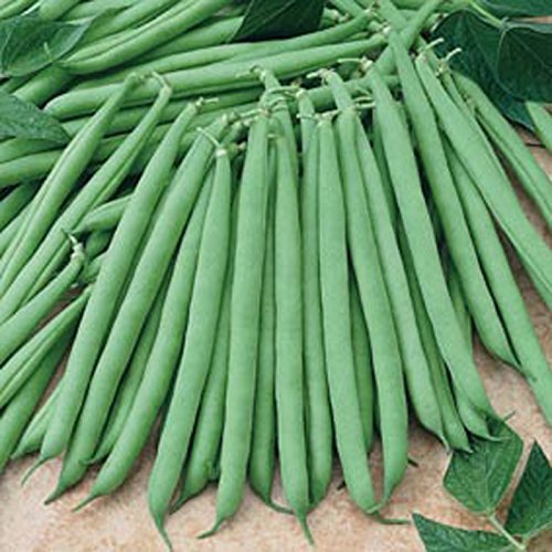 Beans Contender, 40 Seeds Pack by Seedscare (B01DR0QMTM) Amazon Price History, Amazon Price Tracker