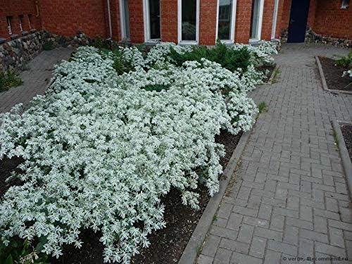 Miniatura 5 de Semillas Nieve en La Montaña Euphorbia Marginata Spurge Flores Anuales No OGM