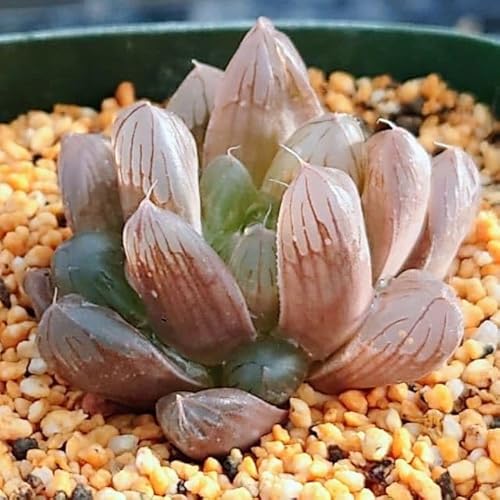 観葉植物 ハオルチア 錦」の人気商品一覧 | 安い商品を通販サイトから