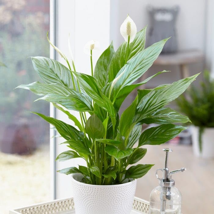 INODEC Peace Lily: Easy-Care Air Purifying Indoor Plant in Pot
