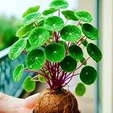 MEDSYTIJD (Stephania erecta for Spring Garden) Great for Planting & Indoor Decor,Ideal for Home Gardens & Patios - 1bulbs