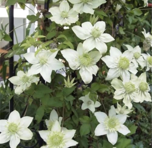 大きい苗 クレマチス《 白万重 》八重咲き 宿根草 ポットのまま発送で安心！ 2年生苗 240円のサムネイル