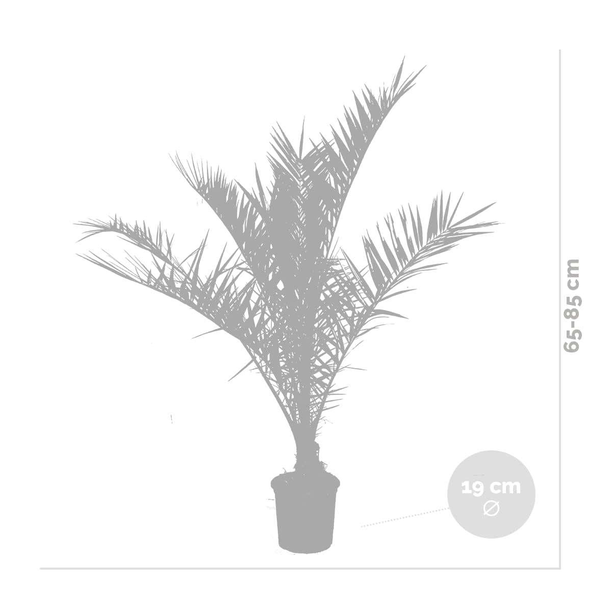 Bloomique - Lot de 2 - Phoenix Canariensis - Palmier des Canaries - Palmier rustique - Plantes de jardin - Hauteur 80-100 cm - Pot 19 cm