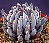 Live Succulent Plant Mini Succulents (Echeveria unguiculata)
