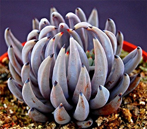 Live Succulent Plant Mini Succulents (Echeveria unguiculata) Live Succulent Plant Mini Succulents (Echeveria unguiculata)