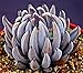 Live Succulent Plant Mini Succulents (Echeveria unguiculata)