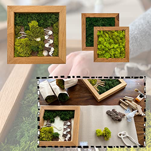 Cuadro de musgo islandés Kit DIY con marco de roble macizo artesanal 3