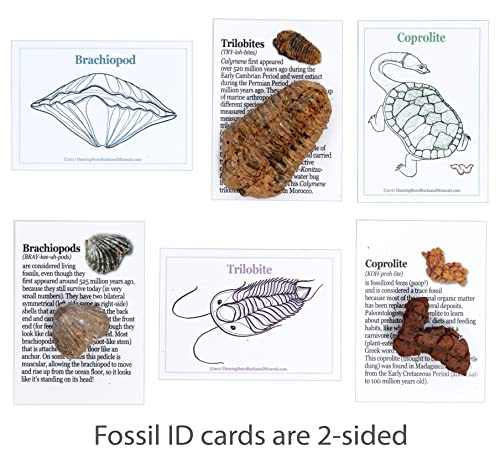 DANCING BEAR Fossil Collection Kit (12 pc Set) Real Shark Teeth, Dinosaur Bone, Coprolite (Poop!), Fossil ID Book, STEM Science Set - Image 6
