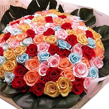 ブリザーブドフラワー 薔薇 100輪 楽天市場】バラ 100本（プリザーブドフラワー｜花・観葉植物